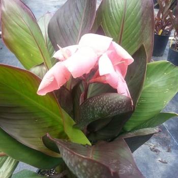 Canna 'Baby Girl Pink' 