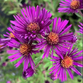 Aster novae-angliae 'Nachtauge' (307619)