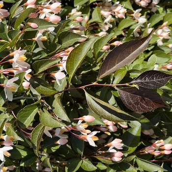 Styrax japonicus 'ORSTSTYx1' PPAF