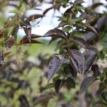 Styrax japonicus 'Swan Song™' (307623)