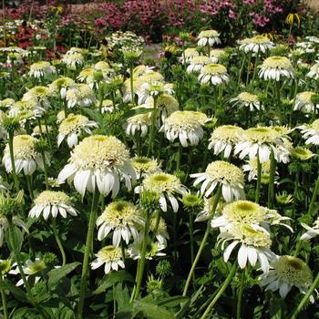 Echinacea purpurea 'White Double Delight' PP23472