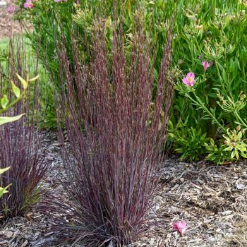 Schizachyrium scoparium 'Cinnamon Sticks' (307626)