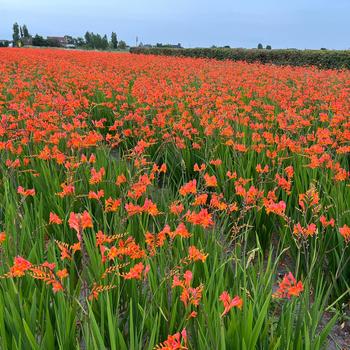 Crocosmia 'Peach Melba' 