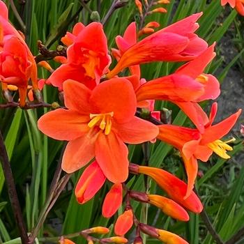 Crocosmia 'Peach Melba' (307628)