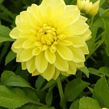 Dahlia 'Yellow Glory' 