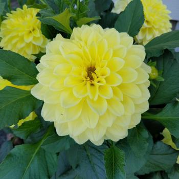 Dahlia 'Yellow Glory' (307630)