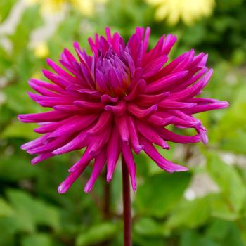Dahlia 'Purple Gem' 