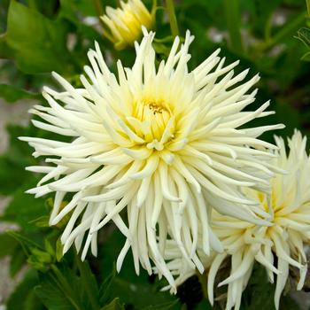 Dahlia 'Playa Blanca' 