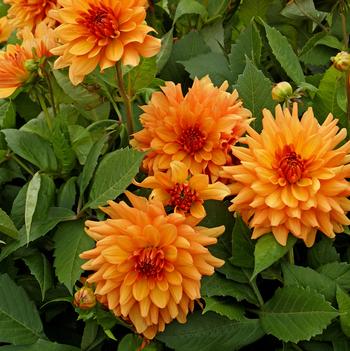 Dahlia 'Orange Glory' 