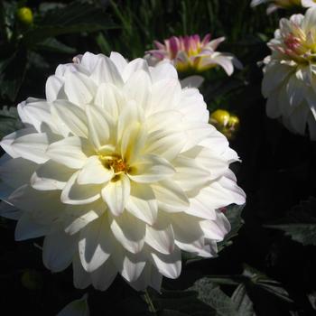 Dahlia 'Gallery Monet' 