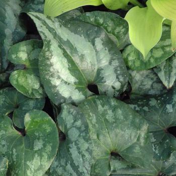 Asarum splendens 'Quicksilver' 