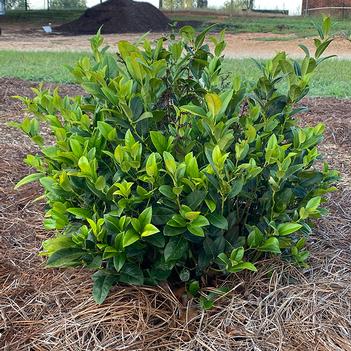 Leucothoe axillaris 'Lucky Leu®' 6,263,331 B1