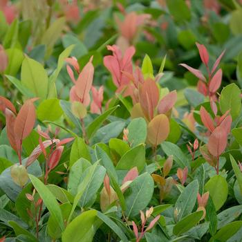 Leucothoe axillaris 'Lucky Leu®' (307637)