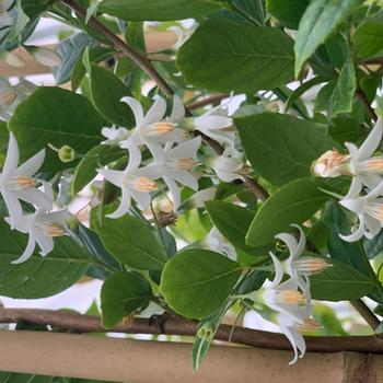 Styrax 'RNI-RIXRED' PP35353