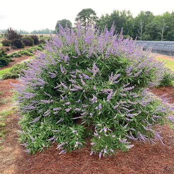 Vitex agnus-castus 'Bailtexthree' PP35259