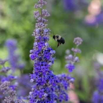 Vitex agnus-castus 'Queen Bee®' (307641)
