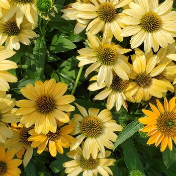 Echinacea purpurea 'Vintage Mango' 