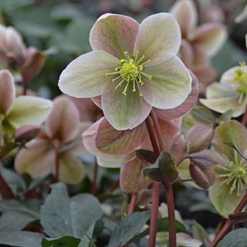 Helleborus x ericsmithii 'Winter Sunshine' 
