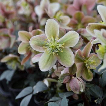 Helleborus x ericsmithii 'Winter Sunshine' (307644)