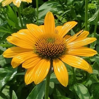 Echinacea purpurea Sunmagic 'Vintage Mango' (307645)
