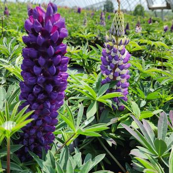 Lupinus polyphyllus 'Lupini Blue Shades' 