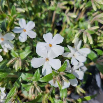 Phlox 'Woodlander White'