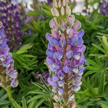 Lupinus polyphyllus 'Lupini Blue Shades' (307648)