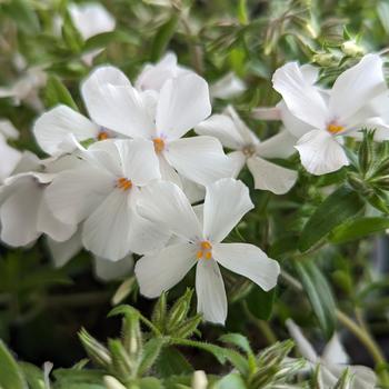 Phlox 'Woodlander White' (307649)