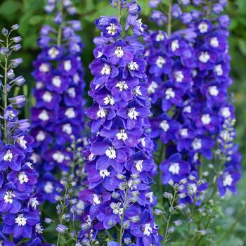 Delphinium 'Blue Fabulosa' PP26808P2