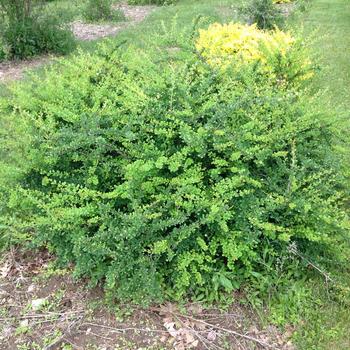 Berberis 'Mr. Green Genes®' PP20262P2