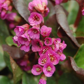 Bergenia cordifolia 'Overture' 