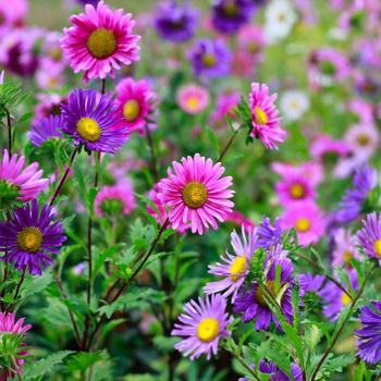 Aster 'Medley Mix' 