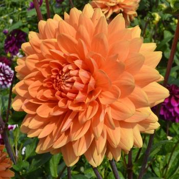 Dahlia 'Renato Tosio' 