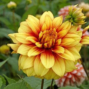 Dahlia 'Dazzling Magic' 