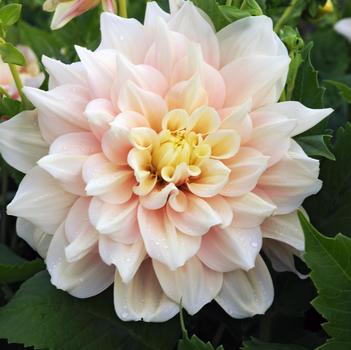 Dahlia 'Break Out' 