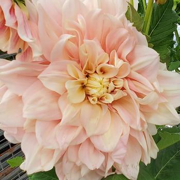 Dahlia 'Break Out' (307657)