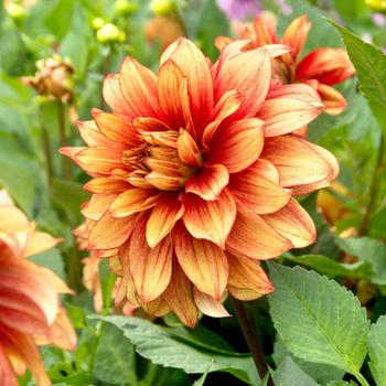 Dahlia 'Dazzling Magic' (307658)