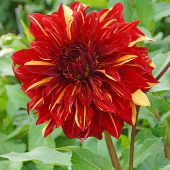Dahlia 'Bohemian Spartacus' 
