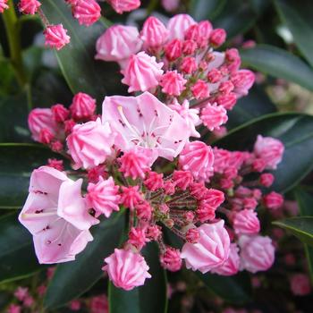 Kalmia latifolia 'Goodshow' 