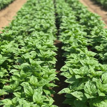 Ocimum basilicum 'Rutgers DMR Obsession' (307662)