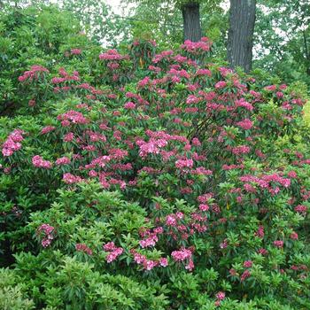 Kalmia latifolia 'Goodshow' (307663)