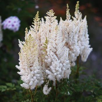 Astilbe 'You and Me Together®' PP31477