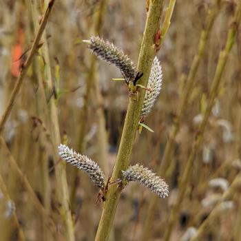 Salix koriyanagi 'Rubykins' 