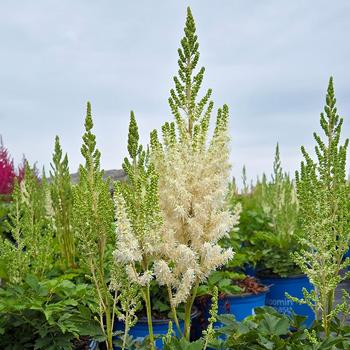 Astilbe 'You and Me Together®' (307666)