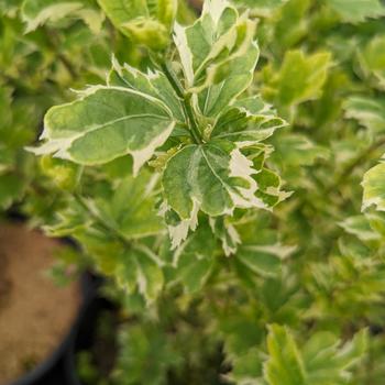 Hibiscus syriacus 'Carpa' 