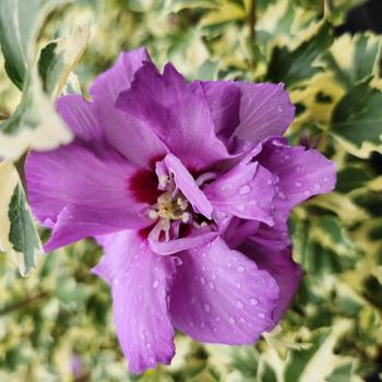 Hibiscus syriacus 'Showtime' (307669)