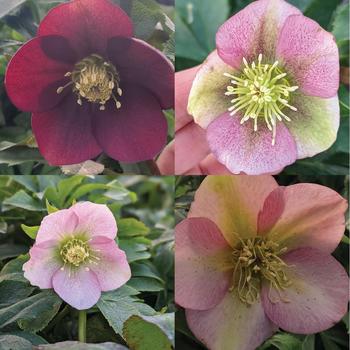 Helleborus orientalis 'Sunshine Selections' 
