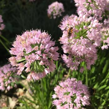 Allium senescens 'In Orbit' 