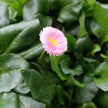 Bellis perennis 'Rominette Pink' (307674)