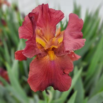 Iris germanica 'My Friend Jonathan' 